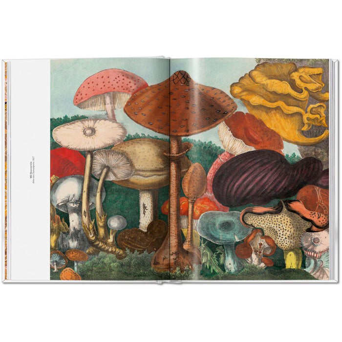 TASCHEN The Gourmand Bundle – Lemon, Mushroom & Eier