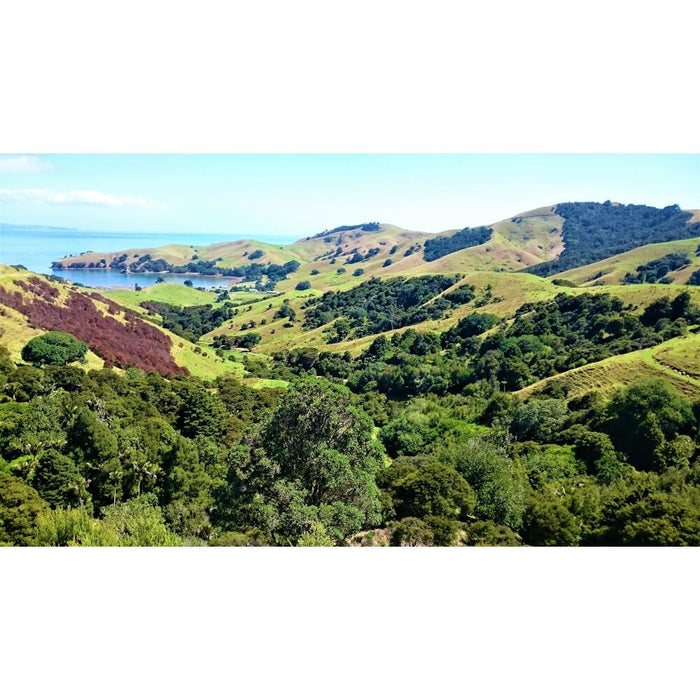 309 Manuka Honig MGO 650+ - ELB Gastro